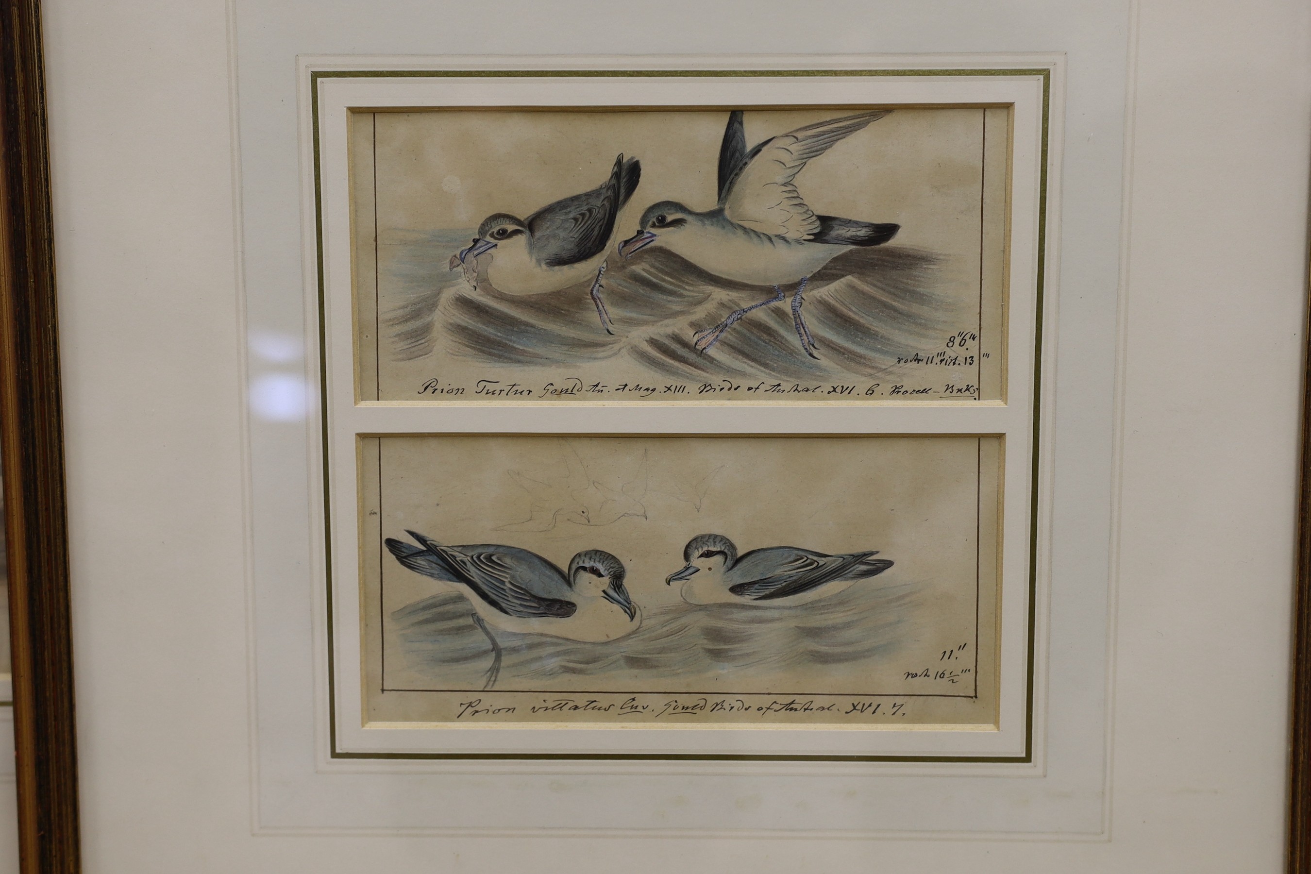 19th century English School, five ink and watercolour studies of birds after Goulds' Birds of Australia, largest 23 x 16cm